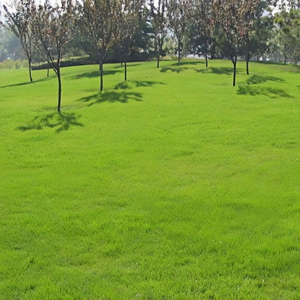 Lolium perenne 'Common Unhulled' Perennial Ryegrass Seeds