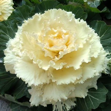 Brassica Oleracea 'White' Decorative Kale Seeds