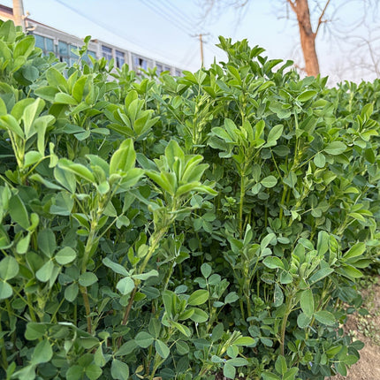 Poa pratensis 'Bluemoon' Kentucky Bluegrass Turf Seeds
