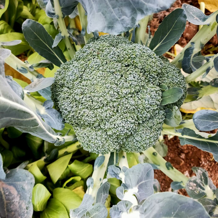Brassica oleracea var. italica 'Broccoli' Green Sprouting Seeds