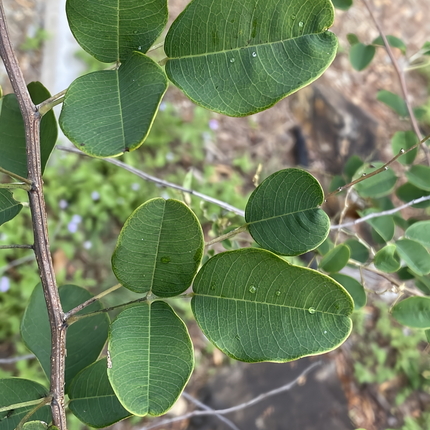 Lespedeza thunbergii 'Bush Clover' Forage & Erosion Control Seeds