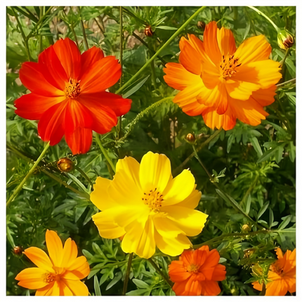 Cosmos Sulphureus 'Mix' Colorful Seeds
