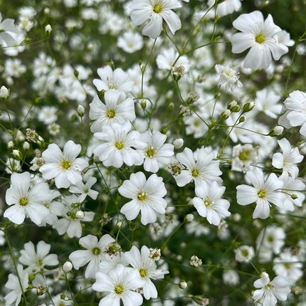 Gypsophila Elegans 'Covent Garden' White Ornamental Seeds