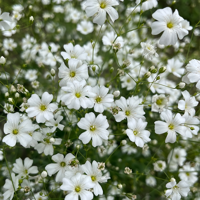 Gypsophila Elegans 'Covent Garden' White Ornamental Seeds