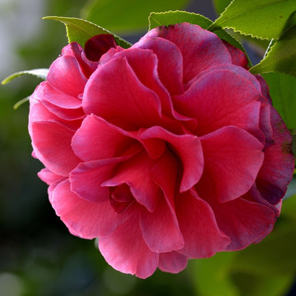 Camellia Japonica 'Pink' Ornamental Flower Seeds