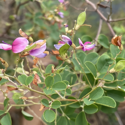 Lespedeza thunbergii 'Bush Clover' Forage & Erosion Control Seeds
