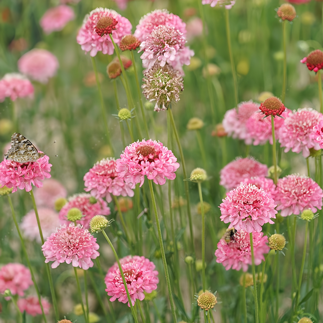 Scabiosa Atropurpurea 'Pink' Pincushion Flower Seeds