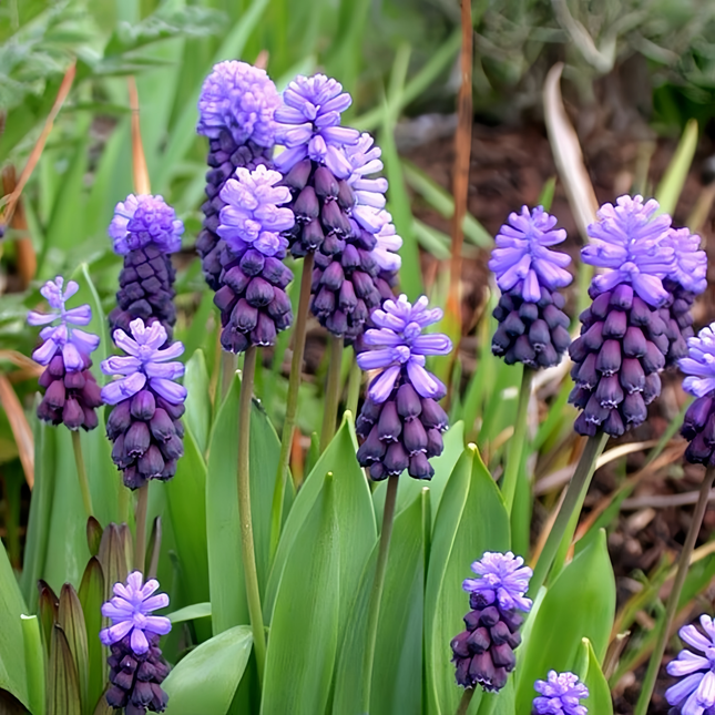 Muscari 'Lanty' Imported Perennial Bulbs