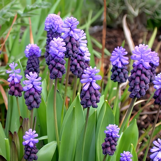 Lanty Grape Hyacinth Bulb – Imported Perennial Flower | Indoor & Outdoor Plant, Cold-Resistant, Easy to Grow in Soil or Water