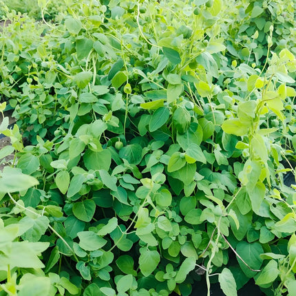 Codonopsis pilosula 'Dang Shen' Medicinal Root Seeds