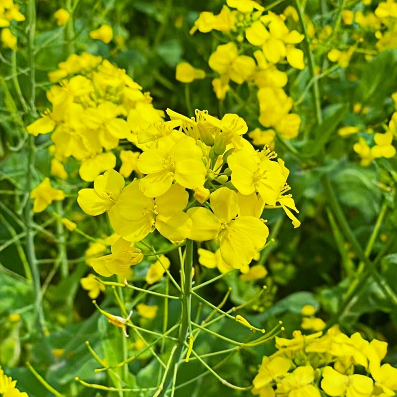 High-Yield Rapeseed Seeds – Cold & Drought Resistant | Fast-Growing Oilseed Plant