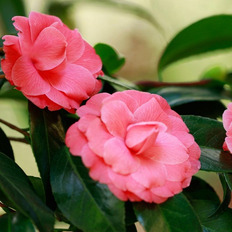 Rare Pink Camellia Flower Seeds – Elegant Bloom for Indoor & Outdoor Garden | Easy to Grow Ornamental Plant