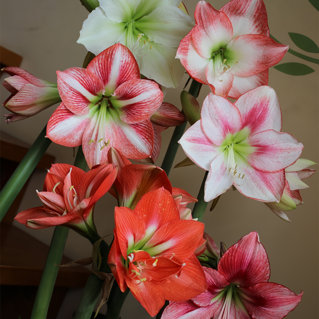 Hippeastrum 'Double Dutch' Surprise Variety Bulbs