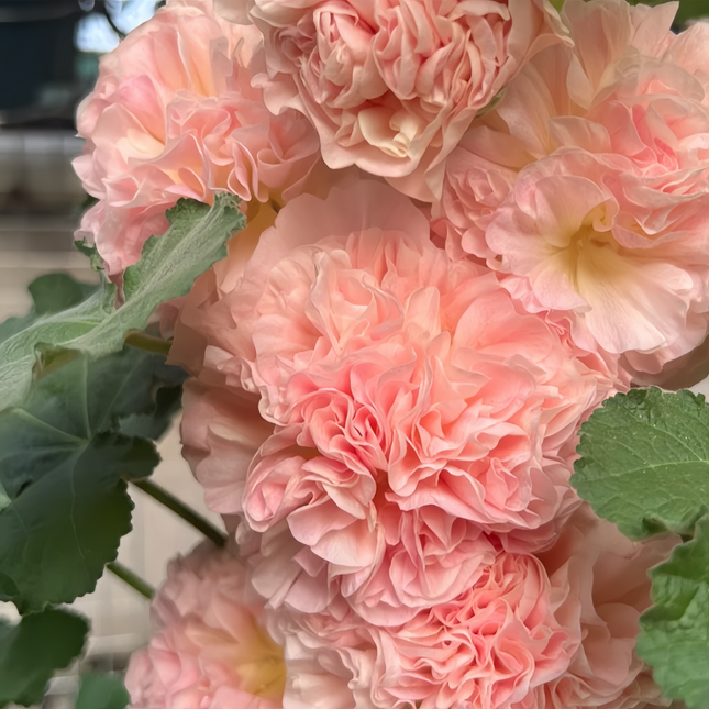 Alcea Rosea 'Double Mixed' Ornamental Flower Seeds