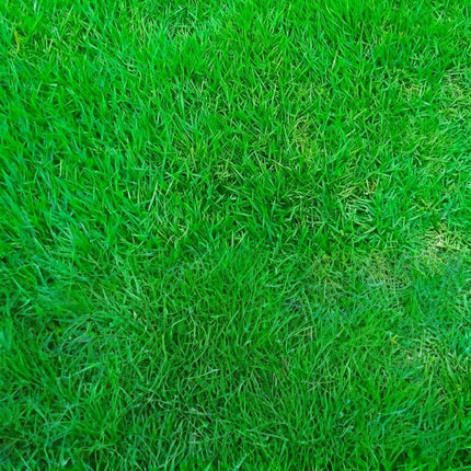 Festuca rubra 'Creeping Red Fescue' Fine Turf & Erosion Control Seeds