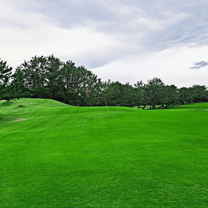 Cynodon dactylon 'Emerald' Bermuda Grass Turf Seeds