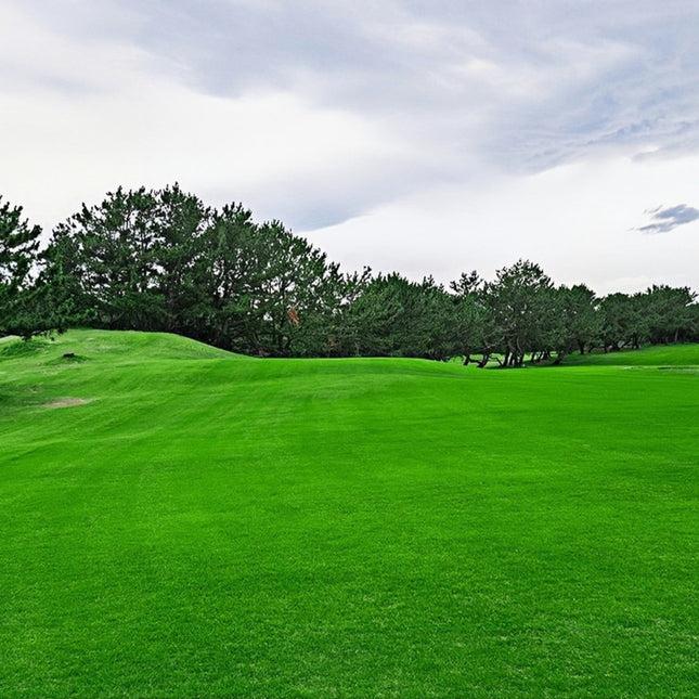 Cynodon dactylon 'Emerald' Bermuda Grass Turf Seeds