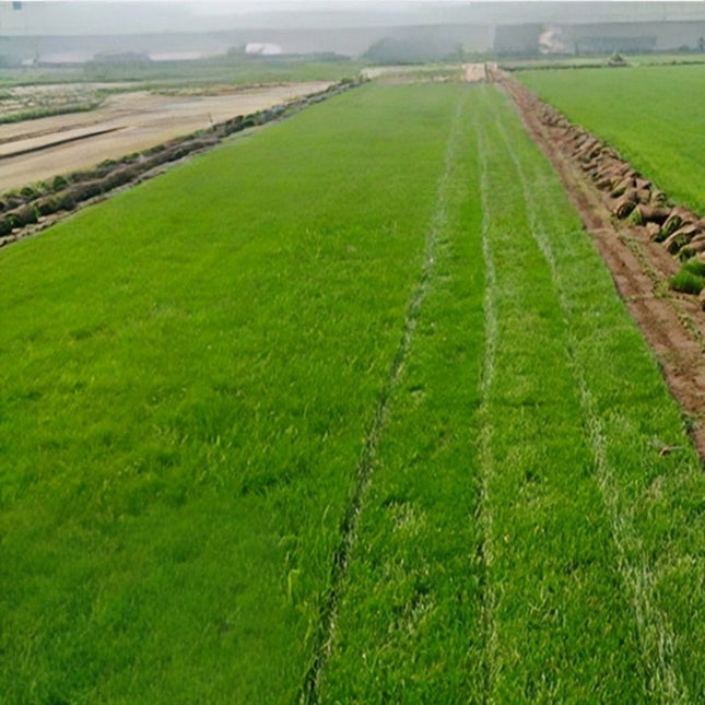 Festuca arundinacea 'Midnight II' Tall Fescue Turf Seeds