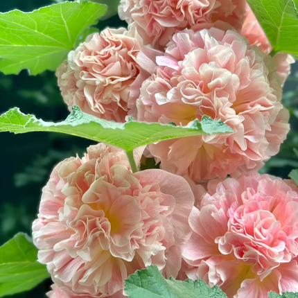 Alcea Rosea 'Double Mixed' Ornamental Flower Seeds