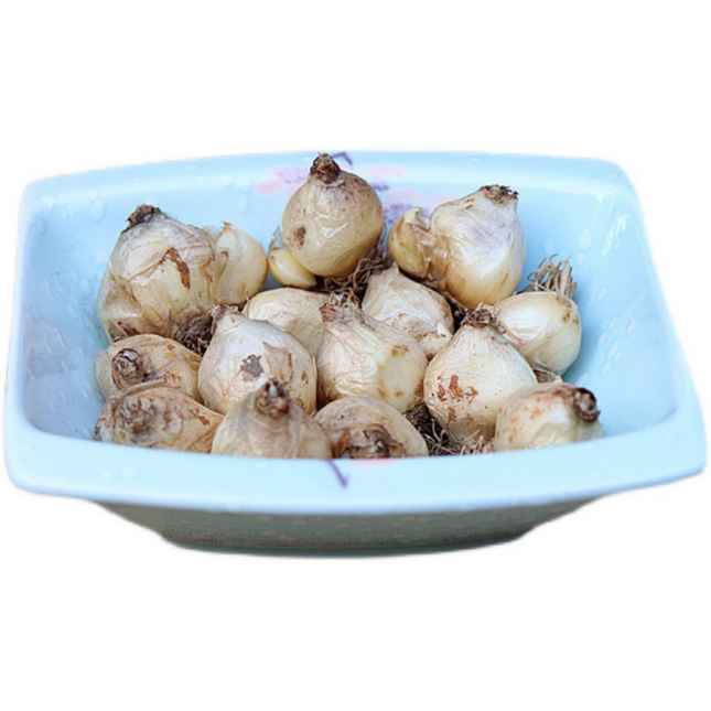 Muscari 'Chuanghuan' Imported Perennial Bulbs