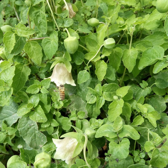Codonopsis pilosula 'Dang Shen' Medicinal Root Seeds