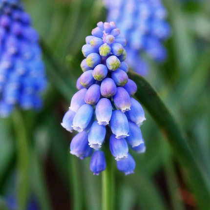 Muscari 'Mixed' Imported Perennial Bulbs