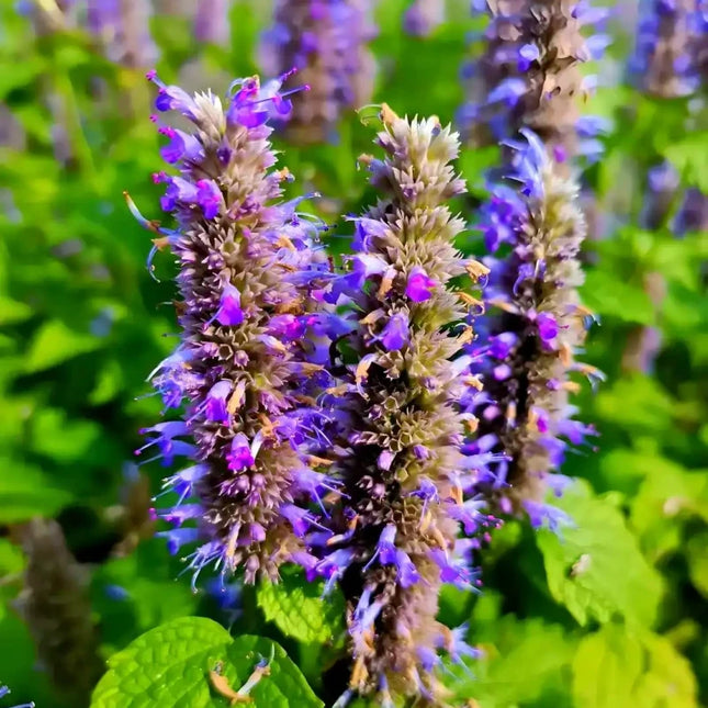 Agastache rugosa 'Korean Mint' Medicinal Herb Seeds