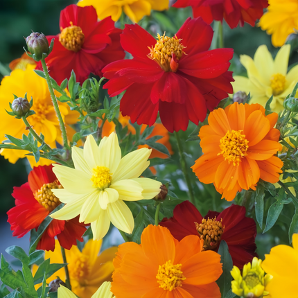 Cosmos Sulphureus 'Mix' Colorful Seeds