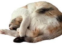 Customer service image