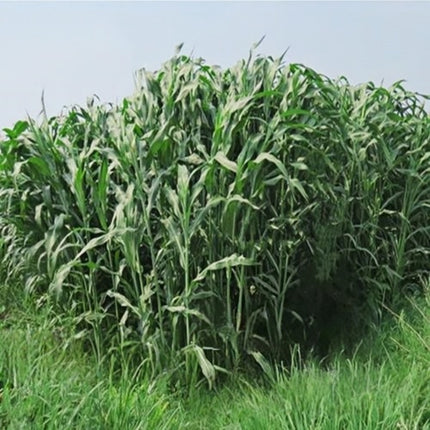 Sorghum bicolor 'Sweet Sorghum' Syrup & Forage Seeds