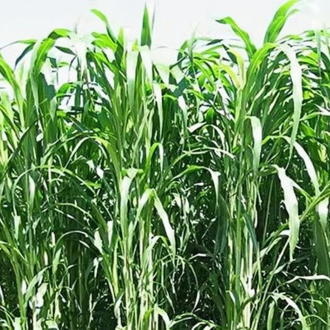 Sorghum bicolor 'Sweet Sorghum' Syrup & Forage Seeds