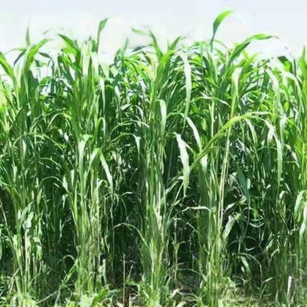 Sorghum bicolor 'Sweet Sorghum' Syrup & Forage Seeds