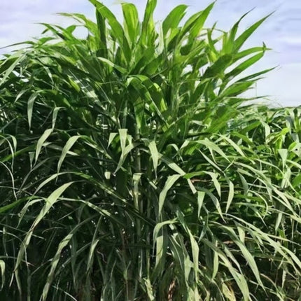 Sorghum bicolor 'Sweet Sorghum' Syrup & Forage Seeds