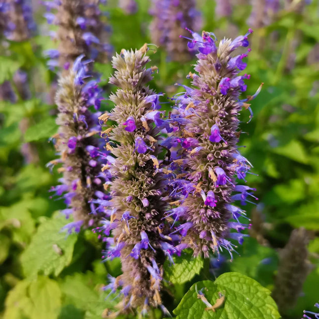 Agastache rugosa 'Korean Mint' Medicinal Herb Seeds