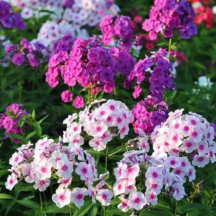 Phlox Drummondii 'Mix' Premium Garden Seeds