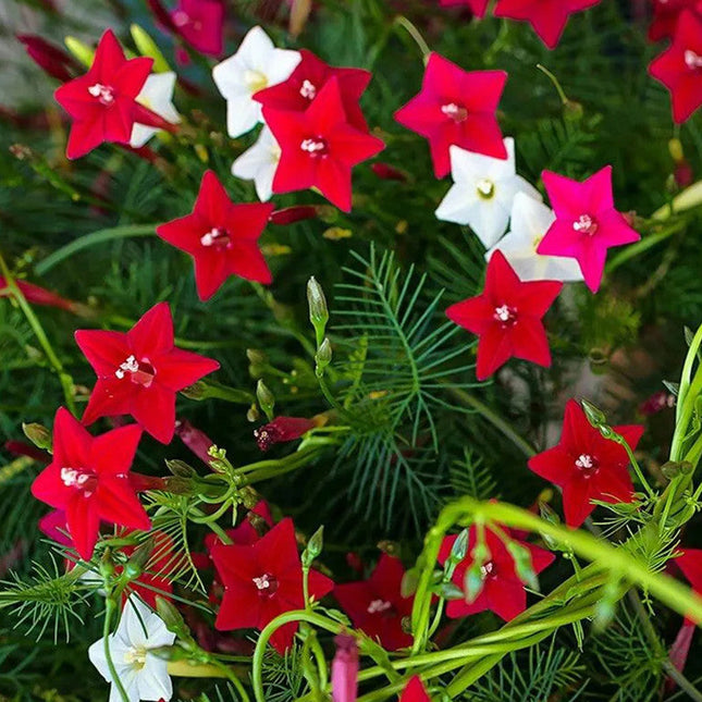 Ipomoea Quamoclit 'Mix' Cypress Vine Seeds